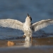 A juvenile tern stands at the water's edge with wings spread