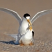 A pair of fairy terns share a small fish