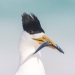 Greater crested tern (Thalasseus bergii) with small fish in its beak