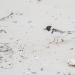 Hooded plover (Thinornis cucullatus) on sand