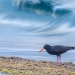 Sooty oystercatcher (Haematopus fuliginosus) on the beach with waves breaking in the background