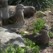 Bush stone-curlew (Burhinus grallarius) chicks