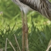 Bush stone-curlew or bush thick-knee (Burhinus grallarius), close-up knee detail