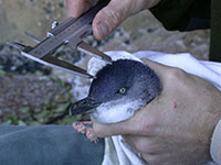 Measuring head circumference as part of the little penguin (Eudyptula minor) monitoring program