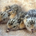Three little tern (Sternula albifrons) chicks huddled together on the sand