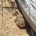 Little tern chick (Sternula albifrons) next to a piece of drift wood on sand