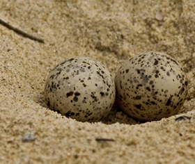 Little tern (Sterna albifrons) eggs