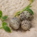 Little tern (Sternula albifrons) eggs at Bongil Spit