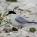 Little tern (Sterna albifrons) with chicks