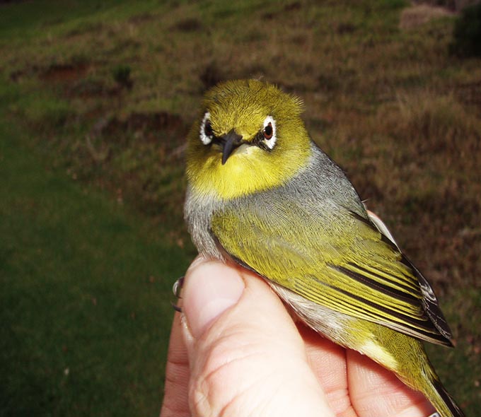 A yellow-faced adult bird perched on a hand