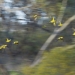 Regent parrots (Polytelis anthopeplus) in flight, endangered species