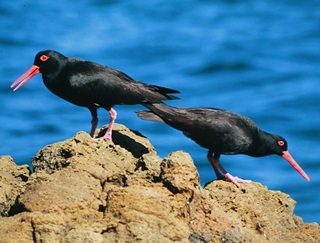 Two sooty oystercatchers (Haematopus fuliginosus) standing on rock in front of blue ocean.
