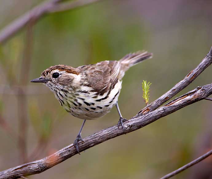 Speckled warbler (Chthonicola sagittata), previously known as Pyrrholaemus sagittata