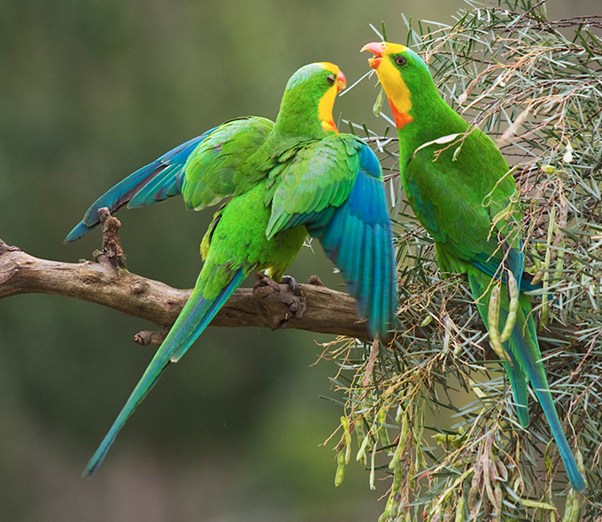 Two vibrant green parrots with blue wings and yellow heads are perched on a branch, appearing to interact with each other amidst a backdrop of soft-focus greenery