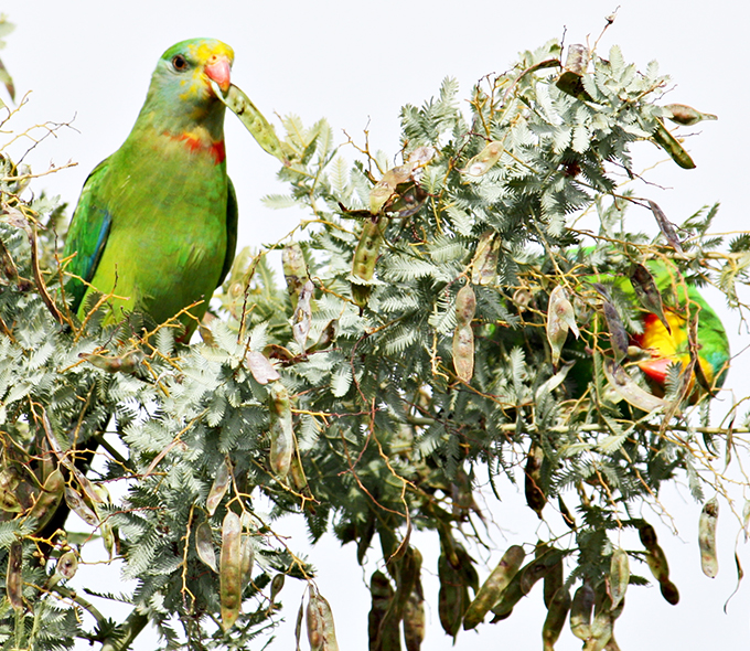 A vibrant green parrot with a yellow and red beak is perched on a branch, surrounded by dense foliage. Another parrot, partially obscured by the leaves, is visible in the background. The sky is overcast.