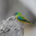 Turquoise parrot (Neophema pulchella) 