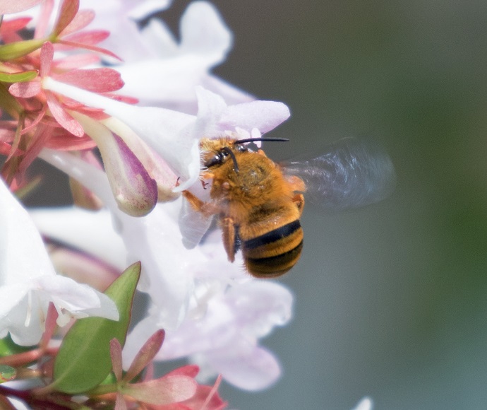 Threatened Species Play Top Gun For Pollinators Week Nsw