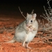 The brush-tailed bettong or woylie (Bettongia penicillata) is presumed extinct in New South Wales