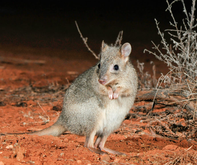 The brush-tailed bettong or woylie (Bettongia penicillata) is presumed extinct in New South Wales