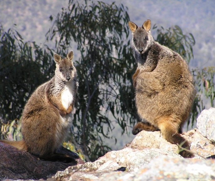Brush-tailed rock-wallabies (Petrogale penicillata), Green Gully track, Oxley Wild Rivers National Park