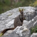 Brush-tailed rock-wallaby (Petrogale penicillata) at Jenolan Caves