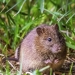 Bush rat (Rattus fuscipes)