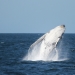 Humpback whale (Megaptera novaeangliae) breaching, vulnerable species