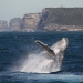 Humpback whale (Megaptera novaeangliae) breaching off the coast of Sydney