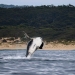 Humpback whale (Megaptera novaeangliae), breaching near Conjola National Park