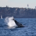 Humpback whale (Megaptera novaeangliae) off the coast of Sydney with Centrepoint Tower in the background