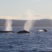Humpback whales (Megaptera novaeangliae) spouting near the coast