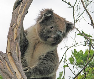 Koala (Phascolarctos cinereus) in a tree
