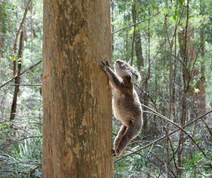 Koala Nsw Environment Energy And Science