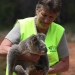 Volunteer nursing koala (Phascolarctos cinereus), Cudgen Nature Reserve