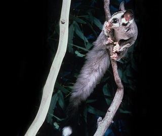 Squirrel gliders are listed as a vulnerable species in NSW