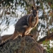 Yellow-footed rock-wallaby (Petrogale xanthopus) standing on granite outcrop.