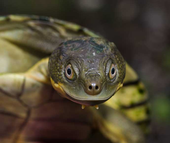 Bellinger River snapping turtle (Myuchelys georgesi), Bellinger River NSW, November 2016