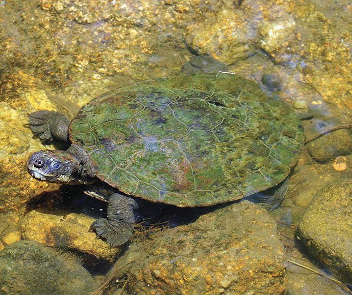 Bell's turtle conservation project | NSW Environment and Heritage