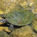 Bell's turtle (Wollumbinia belli) also known as western saw-shelled, Namoi River or Bell's saw-shelled turtle