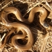Little whip snake (Suta flagellum), threatened species
