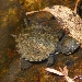Young western sawshelled turtle (Myuchelys bellii)
