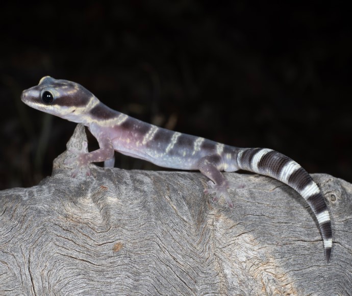 Inland marbled gecko, Oedura cincta