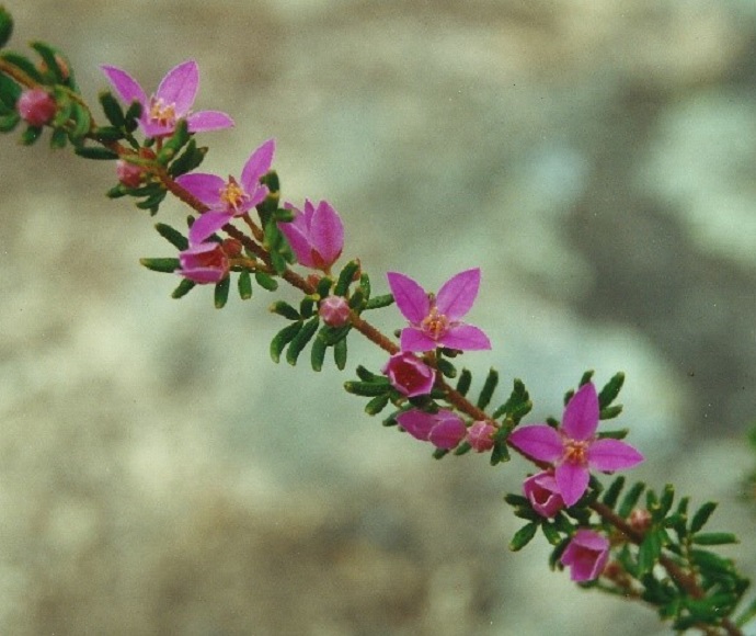 Bolivia Hill boronia (Boronia boliviensis)
