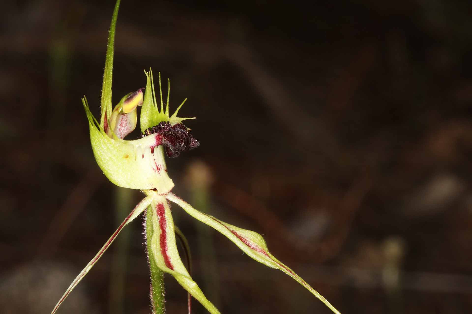 Dramatic orchid with tall green spike and rolling dark red tongue