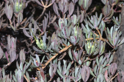 Blue-green and purple spikey leaves of the shrub Darwinia glaucophylla