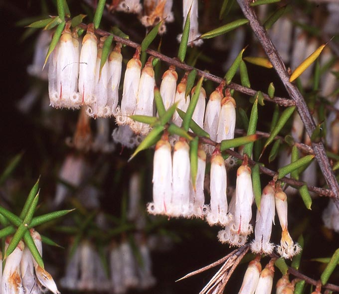 White, bell-shaped flowers with green, needle-like leaves on thin branches