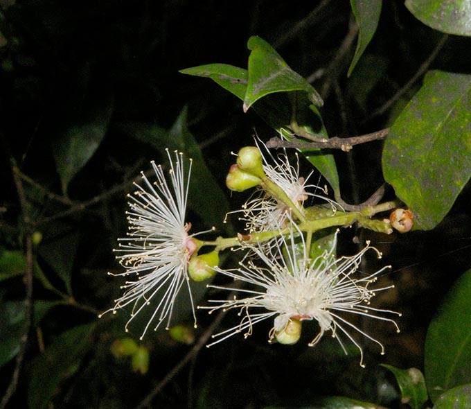 A close-up view of two white flowers with long, thin, radiating filaments and green foliage in the background