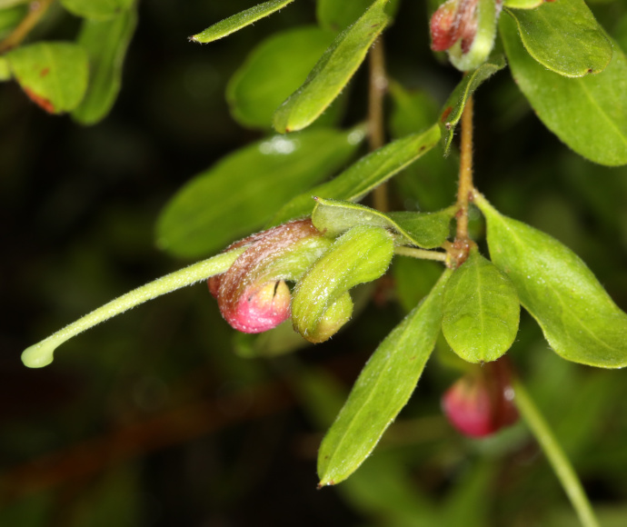 Close-up shot of slightly furry green tendrils and thick, furled pink petals