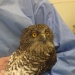 Dr Howard Ralph nursing a powerful owl (Ninox strenua)