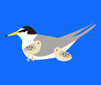 Illustration of a little tern with 2 chicks 